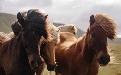 Was Pferde uns lehren – Wie auffälliges Verhalten seine Ursache in menschlichen Themen haben kann